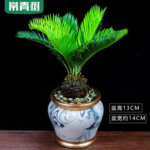 铁树盆栽苏铁盆景办公室内花卉客厅阳台四季常青好养植物桌面绿植