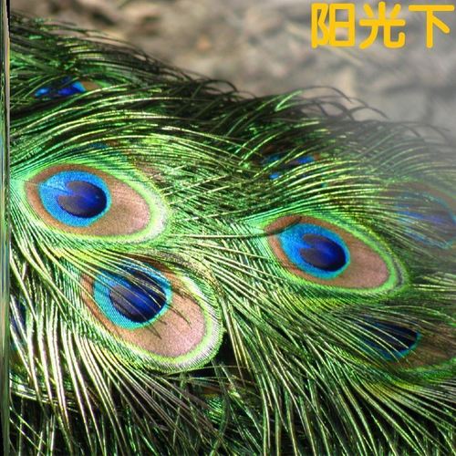 孔雀羽毛摆件客厅装饰配饰生日可爱女性道具房间摄影餐厅庭院尾巴 a63