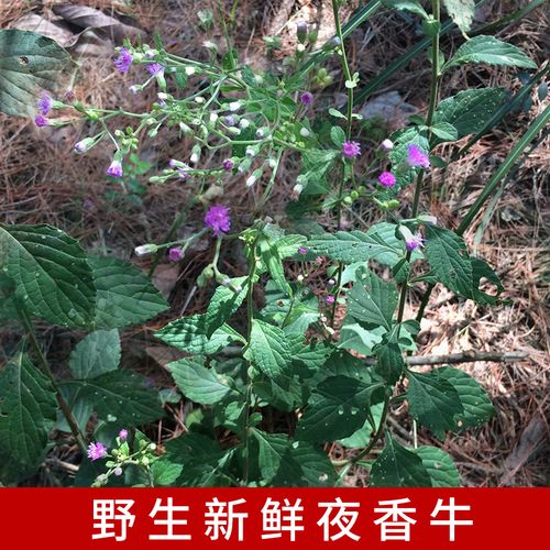 新鲜现采夜香牛广西中草药材一枝香全草消山虎农家现采现发夜牵牛