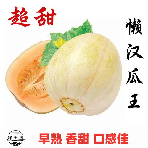 懒汉瓜王甜瓜种子四季播农家高产甜早熟薄皮香瓜新甜