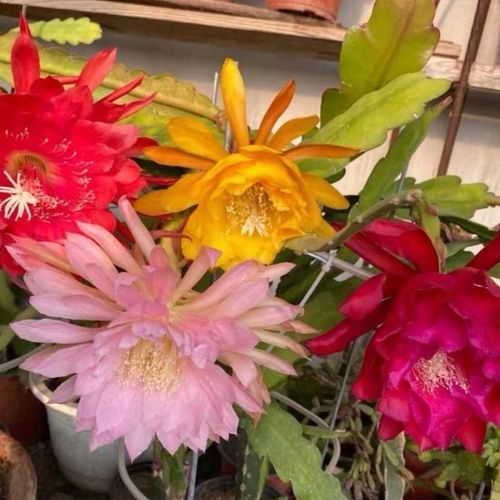令箭荷花进口花卉品种,多肉植物花卉盆栽,大花勤花品种
