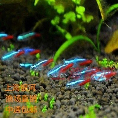 红绿灯鱼活体观赏鱼小型灯科鱼宝莲灯鱼热带鱼观赏鱼