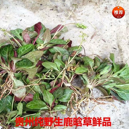 有仁堂贵州纯新鲜纸背金牛草鹿含衔 蹄草 大肺筋草红肺筋草500g【嘉万