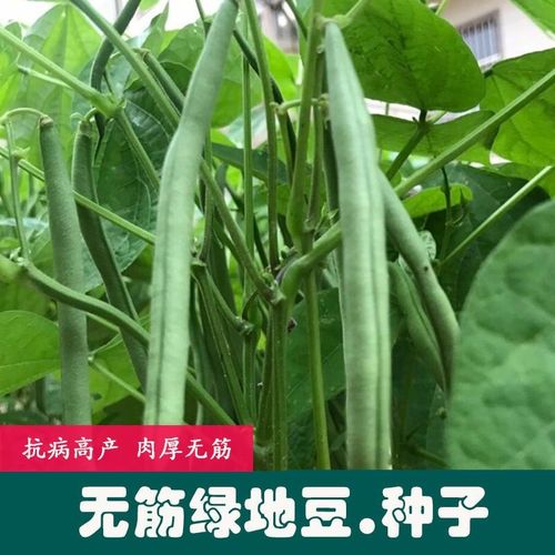 菜友无筋绿地豆种子 农田菜园嫰荚鲜绿四季豆芸豆无架地豆角蔬菜种子