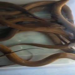 0/斤 血鳝 纯货