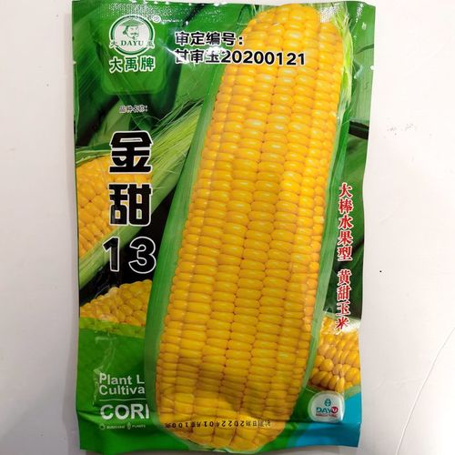 金田13黄金玉米种子甜糯可口白玉糯高产种籽彩色粘玉米种孑
