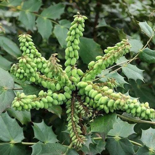 (2棵装)十大功劳树苗 土黄连树 中药材绿植花卉  地种盆栽皆可