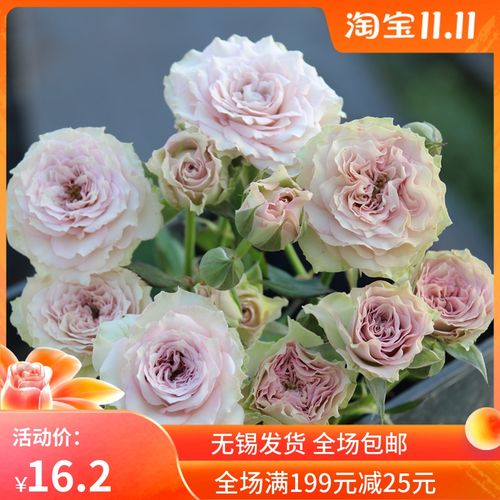 维特园艺 银雨 切花月季花苗灌木直立勤花品种