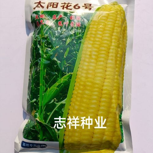 基地专用太阳花6号泰系甜玉米种子大棒粒深高产鲜食玉米种子400克