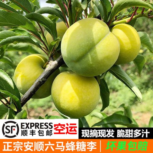 采缇 【】蜂糖李 贵州六马蜂糖李子水果新鲜镇宁应季青脆李脱骨李生鲜