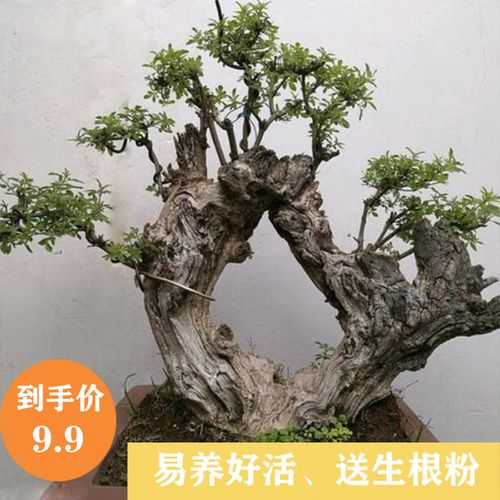 疙瘩荆树桩黄桩庭院可室内绿植盆景熟南北盆栽舍利阳台植物种桩.