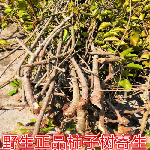 野生寄生 柿子树寄生 全株晒干干品 还有其他各类寄生