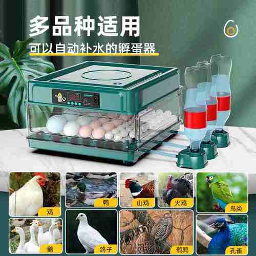 儿童孵蛋器恒温孵化机全自动智能水床孵化器小型家用芦丁鸡孵化箱