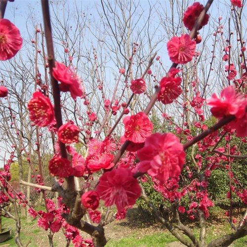 红梅树苗庭院地栽花苗红梅花盆栽树桩盆景红梅树当年