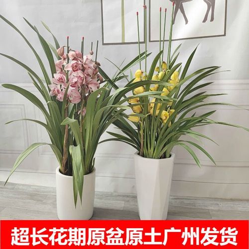 大g花蕙兰带花苞兰花苗新年宵花盆栽过年喜庆花卉植物室内花客厅