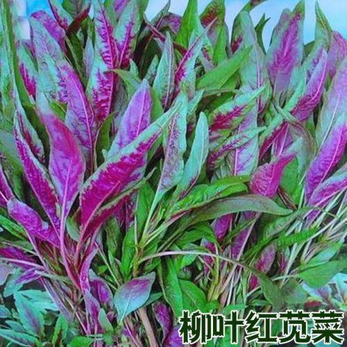 阳台盆栽一点红苋菜 柳叶红苋菜 庭院种精选绿圆叶红苋菜2000粒