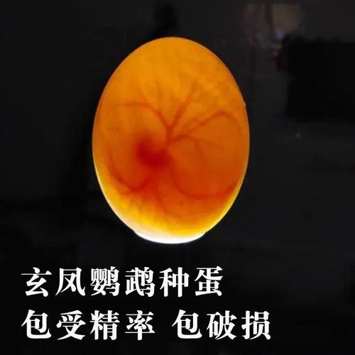 玄凤鹦鹉种蛋受精蛋人工可孵化牡丹鹦鹉虎皮原始云斑手养宠物鸟