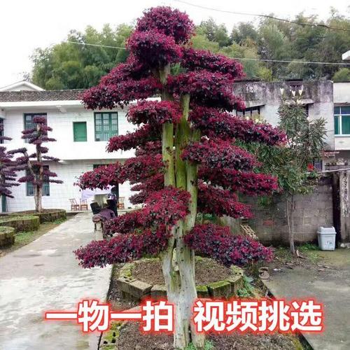 红花继木盆景树桩老桩庭院树不落叶古桩红继木树实物包邮一物一拍