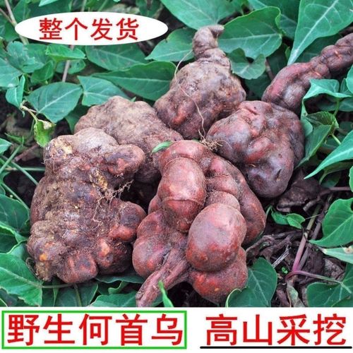 秦岭野生新鲜何首乌全干生何首乌鲜何首乌干乌片可磨何首乌粉包邮