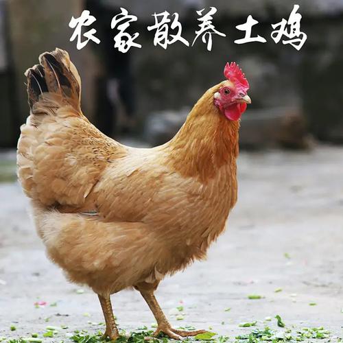 900天老母鸡2只(共5斤以上)【3年老母鸡】深山农场农家***2-3年老母鸡
