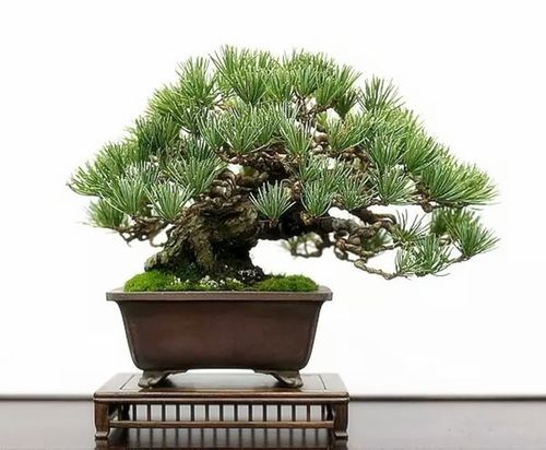 五针松盆景黑松微型 大板松黄杨六月盆景客厅包邮容易办公桌容易