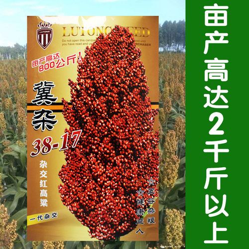 冀杂3817高粱种子高产矮生抗旱红高粱种籽酿酒红高粱粘糯高粱种子