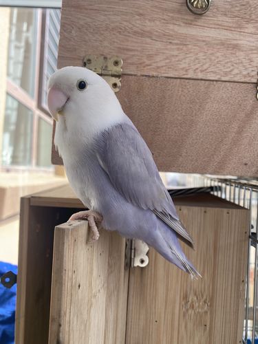 牡丹鹦鹉手养紫熏,熏衣草蓝闪紫闪花桃日本桃澳桂等紧自提威海