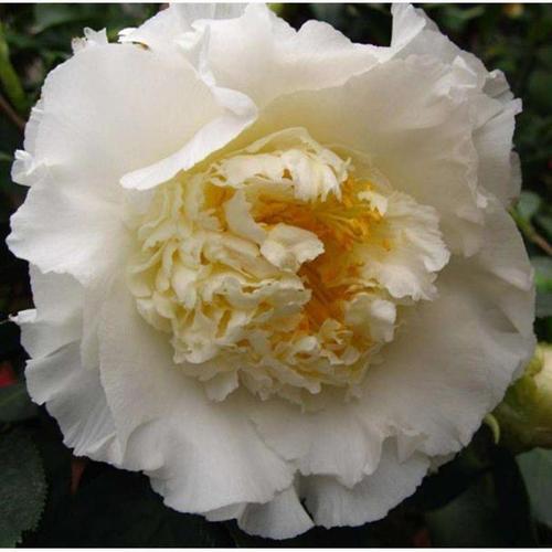 顺丰【白天鹅】茶花香槟赛牡丹变异山茶花苗木绿化植物花卉