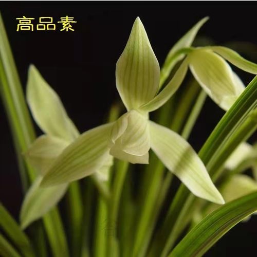 莲瓣兰【高品素】铭品素心素花兰花室内外绿植盆栽