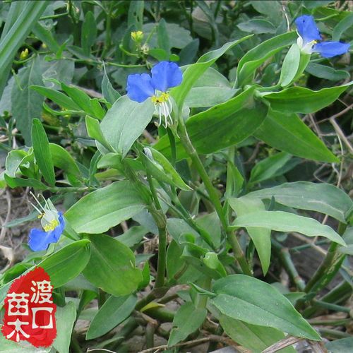 鸭跖草 今年采收 鸭跖草种子30粒 鸭趾草苗 冷门草药种子易种