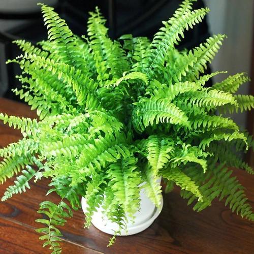 波士顿蕨肾蕨 室内净化空气 绿植 盆栽 除甲醛植物办公室桌面绿植