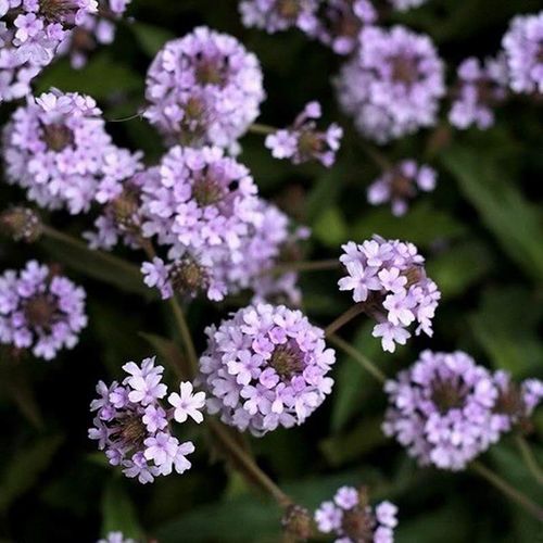 矮生 粉色马鞭草 北极光 多年生宿根草本植物  庭院阳台 地栽盆栽