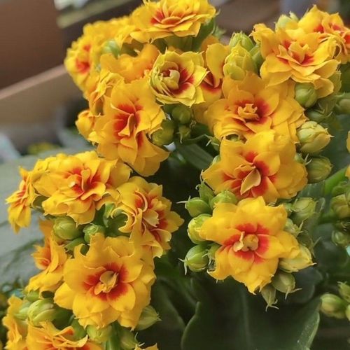 长寿花重瓣大花宝玉四季开花室内阳台好养稀有品种长寿花盆栽