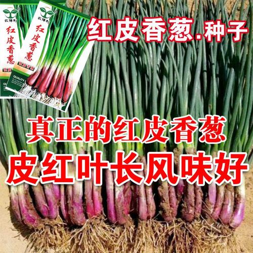 红皮香葱种籽四季小香葱种子红根小香葱籽春季秋季蔬菜种孑国产