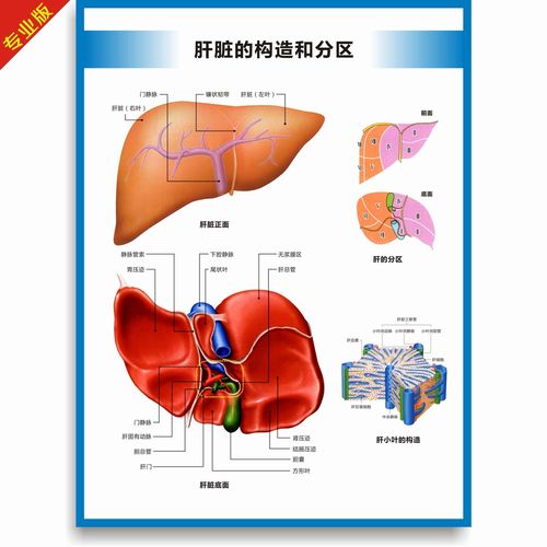 肝脏的构造和分区示意图肝脏结构图肝脏构造图肝脏解剖图医学挂图