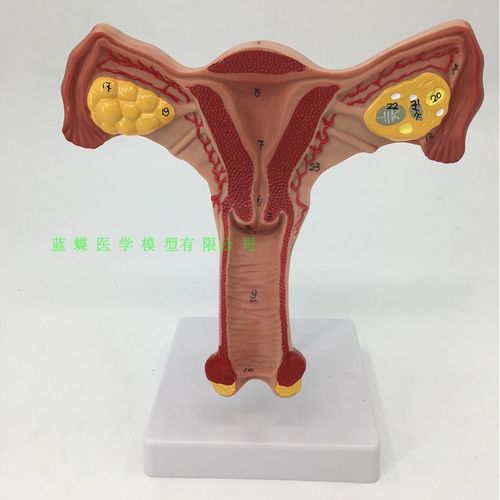女性子宫放大模型 女性子宫解剖模型 女性生殖系统计生模型