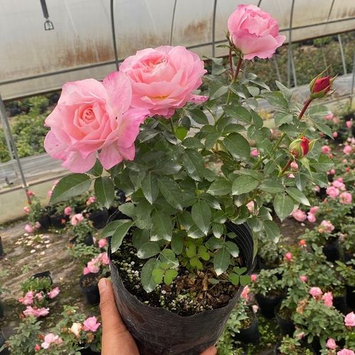 柏宜斯海神王微型月季花苗庭院阳台盆栽花卉大花勤花多季开花