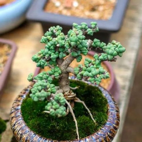 鹿角海棠多肉植物造型绿植观叶盆景多肉老桩办公室花卉小叶盆栽