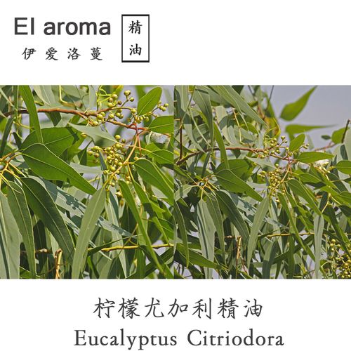 澳大利亚柠檬尤加利精油 柠檬按树单方精油 10ml香薰 清新提神
