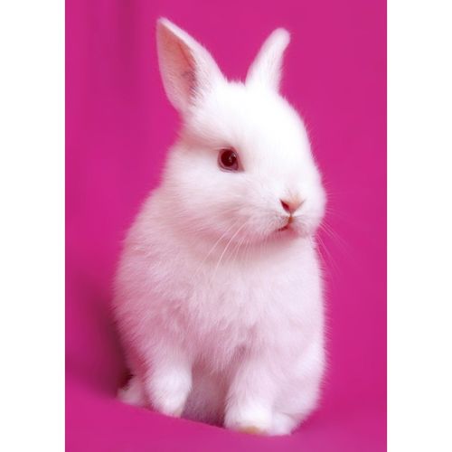 明画官方店兔子海报可爱小兔子小白兔小灰兔房间装饰挂画挂图相框kt板