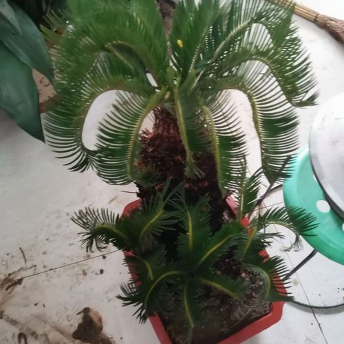 羊角铁树多头铁树子母连体多头苏铁树子母铁羊角铁盆栽绿植好养【4月