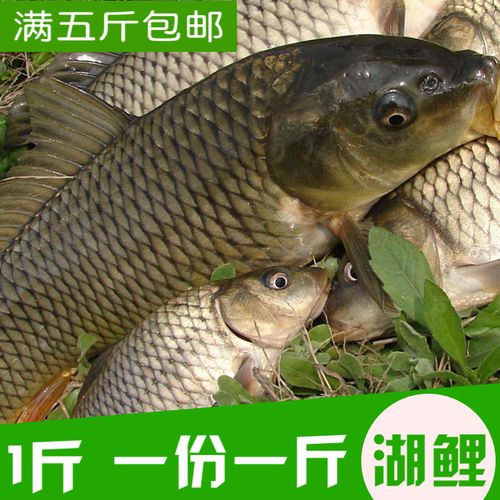 鲤鱼特大拐子鱼现杀新鲜河鲜活水库鱼喜鱼500克