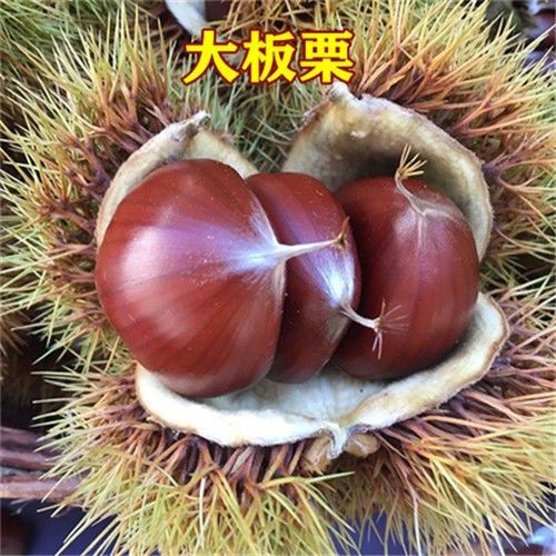 板栗树苗大红袍板栗嫁接苗当年结果早晚熟品种庭院地栽南北方种植