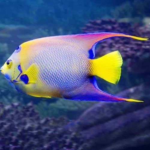 美国女王神仙鱼海水神仙鱼海鱼活鱼海水观赏鱼水族宠物活体顺丰
