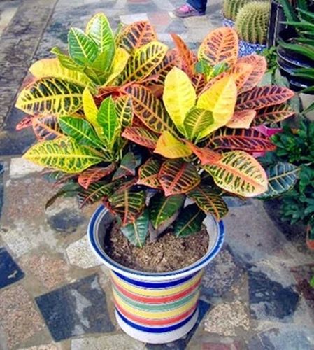 变色木盆栽花卉室内阳台好养植物四季常青观叶彩色叶子绿植盆景