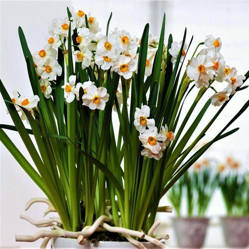 水仙花室内水培花芽盆栽绿植观花植物好养洋水仙冬天开花水养植物