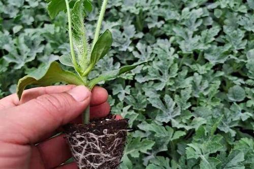 6/棵 包邮西瓜苗嫁接西瓜苗早熟精品阳台菜园西瓜苗