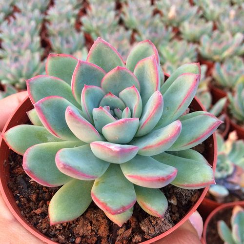 基地直销精品雨燕座6-12cm多肉植物美观防辐射办公桌基地盆栽花卉