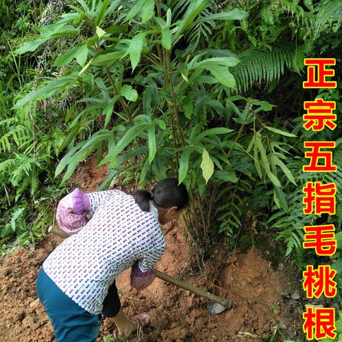 韶关特产正宗新鲜五指毛桃根500g煲汤料滋补野生七指毛桃牛奶根