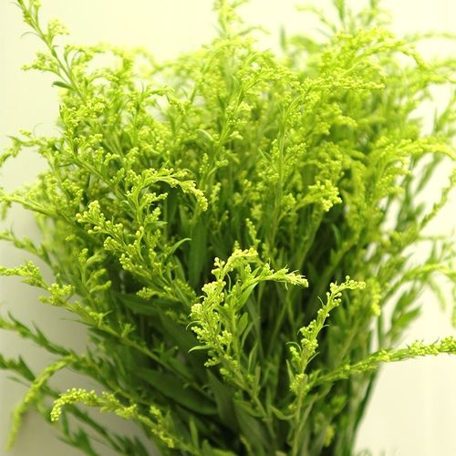 黄莺花黄英鲜花云南直发花材配花配草办公室插花花束配花超级好养